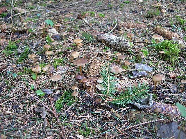 Macromiceti jurassiani � la lunga ricerca